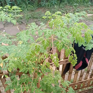 Daun kelor segar 250 gram