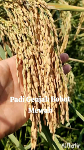 BENIH PADI KOLOSEBO 02 5KG PADI TERBARU KUALITAS UNGGUL PREMIUM
