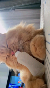 BOYOL SUSU KITTEN NEW BORN 60 ML - DOT SUSU KUCING