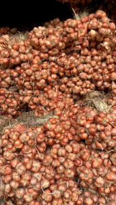 Hành ta khô 1kg Hành bắc Hải Dương loại 1 đã chọn lọc