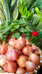 Hành ta khô 2kg Hành bắc Hải Dương loại 1 đã chọn lọc