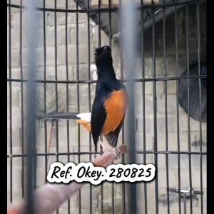 Voer Murai. Pur Burung Murai. Pur Kicau Cocok Untuk Jenis Burung Kicauan.