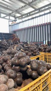 salak pondoh pronojiwo 1 kg (GRADE A) - langsung dari petani - dijamin fresh