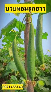 เมล็ดบวบหอมยาว บรรจุ30-40เมล็ดกินก็อร่อย บวบหอมลูกยาว