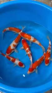 Japan Momotaro Kohaku 35-38cm  RM1500 per koi