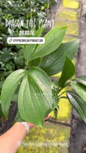 TKL - Epipremnum Pinnatum/Dragon Tail Plant Trailing Plant 麒麟尾