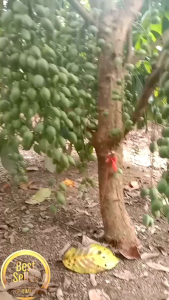 1 Botol Pupuk Organik Penyubur dan Pelebat Buah Pupuk Agro Lestari Kemasan 1 Liter