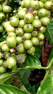 entres klon bagio 25 ranting