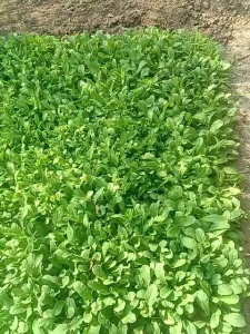 BENIH LOBAK DAUN LALAP SAYUR ISI ±1000 BENIH