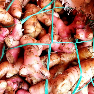Lengkuas segar 500 gram Lengkoas