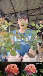 ต้น คอเดต จูบิลี่ ดอกหอมเลี้ยงง่าย จัด โปร 2 ต้น 150 บาท