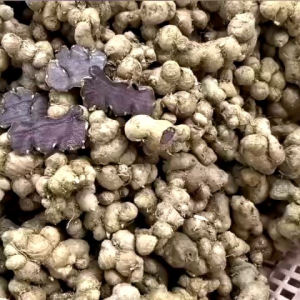 Gừng Đen(ngãi đen.ngãi tím) mọc tự nhiên ở rừng 1kg