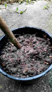 #กิ่งรางจืด#เถาสำหรับปลูกขยายพันธุ์" - กิ่งรางจืด เถา ปลูกขยายพันธุ์