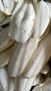 4pcs size 13-14cm Tulang Sotong putih kering Cangkang Cumi Murni Alami Cuttlefish Bone Kualitas Ekspor