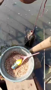 BerkahEssen 30ML|Solusi Para Pemancing Boncos