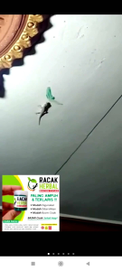 Racun Cicak Ampuh dan Solusi Pembasmi Cicak Efektif