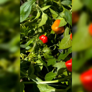 10 BIJI BENIH CABE GENDOT (BIJI HITAM) REPACK