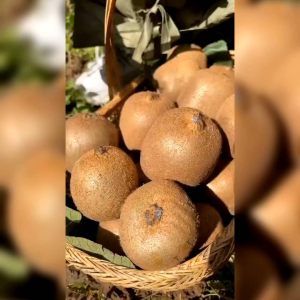 25 BUTIR /  BENIH BUAH KIWI HIJAU (REPACK)