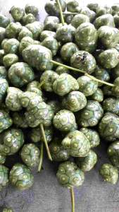 3kg Quả nhàu rừng tươi già (vận chuyển 1 số quả sẽ chín) là nhàu rừng chính hiệu già gần chín mọc tự nhiên ở vùng núi Đá Bàn Ninh Sơn Ninh Hòa Khánh Hòa