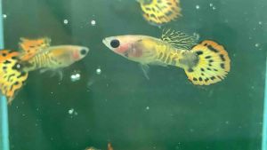 อาหารปลา Tiger Red Galaxy Sunset See Tru  สายพันธ์นำเข้า 2 แถม 1