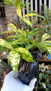 Dracaena surculosa Aurea live plant in 3.5x3.5x8" polybag. Variegated green leaves with yellow spots. Suitable for indoor decoration.