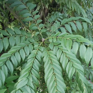 CURRY leaves herbal (fresh)