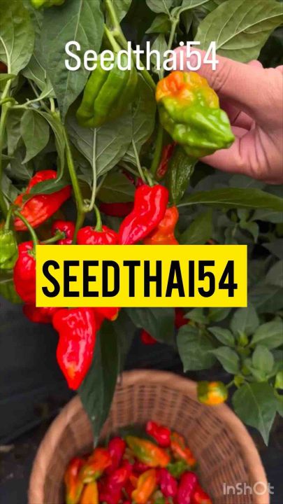 พริกปีศาจ บรรจุ 25-30เมล็ดพริกเผ็ดที่สุดในโลก พริกผิวย่น(ปีศาจ)บุตโจโลเกีย (bhut jolokia) เมล็ดพันธุ์