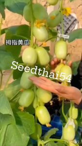 ชุดเมล็ดแตงกวา แตงกวามินิ🥦ไข่ไก่ สีขาวบรรจุ 15-30เมล็ดทรงไข่ไก่รสหวานกรอบ