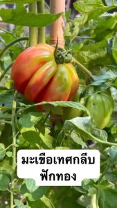 เมล็ดมะเขือเทศฟักทอง หวานกรอบไม่เปรี้ยว ทนโรคติดดกผลขนาดกลาง