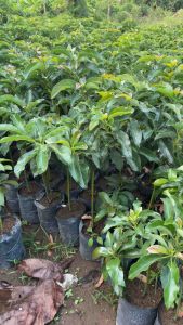 Paket hemat 2 bibit alpukat aligator batang besar daun rimbun