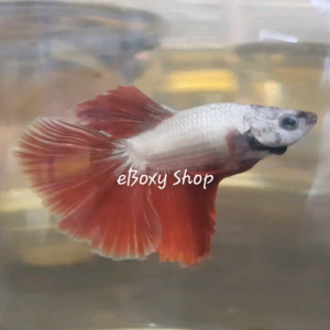 Red Dragon Halfmoon Betta