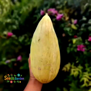 15 BUTIR BIJI/BENIH TANAMAN MELON SWEET BANANA