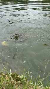 Greenbait Earthworm Oil Flavour 50ml Fishing Bait (Perisa Umpan Minyak Cacing)