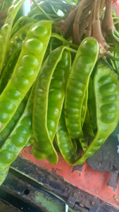 Pete Segar / Petai Kualitas Super isi 10 Papan