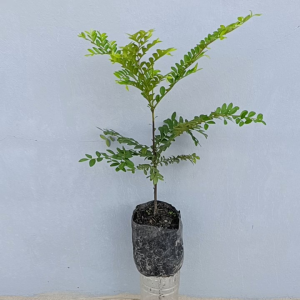 ต้นล่ำซำ หรือ ต้นหูหนู มีชื่อวิทยาศาสตร์ว่า Diospyros buxifolia (Blume) ถุงขนาด3×7ลำต้น30ซ.ม