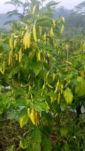 benih cabe rawit BELIBIS isi 300 butir andalan para petani cap NUGEN