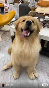 【Ready Stock】Dog Toy Tear Proof Newspaper