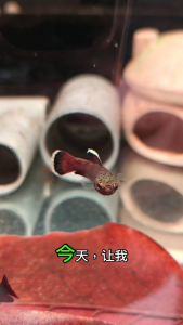 Betta Albimarginata Pairs Fish
