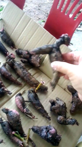 ต้นไม้โขดองุ่นป่า ชุดละ 3 หัว