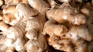 JAHE GAJAH PUTIH SEGAR 1KG MURAH MERIAH