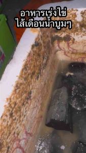 อาหารสูตรไส้เดือนน้ำบูม อาหารเร่งการวางไข่ของไส้เดือนน้ำ พ่อแม่พันธุ์ไส้เดือนน้ำ ชุดเพาะไส้เดือนน้ำ แผ่ยอ เศษยอ แผ่นแป้ง