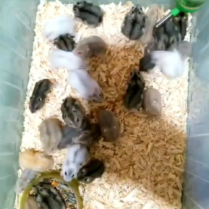 SERBUK KAYU ALAS KANDANG HAMSTER 300GR