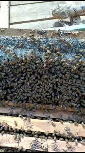 MADU MULTIFLORA MURNI PREMIUM RAW HONEY 700 GRAM