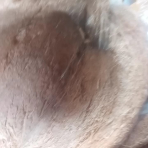 sarang burung cucak rowo