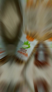 Keripik Pepaya Ukuran Kecil