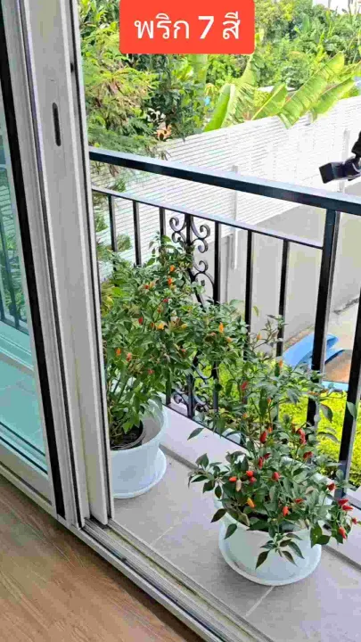 เมล็ดพันธุ์พริกสีรุ้ง 7 สี สำหรับปลูกประดับ