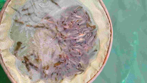 Hiasan Aquarium Redfin Pemakan Lumut Isi 10 + Siap Kirim Aman