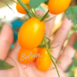 (-+200 butir) Benih tomat cherry kuning import [kemasan pabrik]