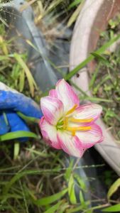 อ.หัวดอกบัวดิน พรรณราย หัวละ 20 บาท