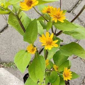 Mini Sunflower / 向日葵迷你 / Bunga Matahari Mini / मिनी सूरजमुखी (Singapore: Butter Daisy) – Bright Blooms Fast Growing Ea